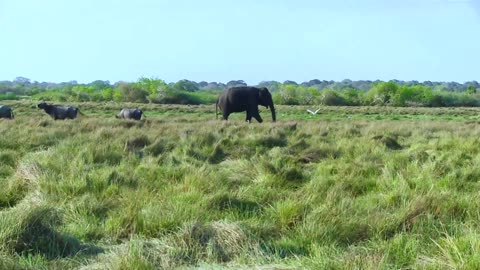 Most Beautiful Sri Lankan elephant - lakiya853