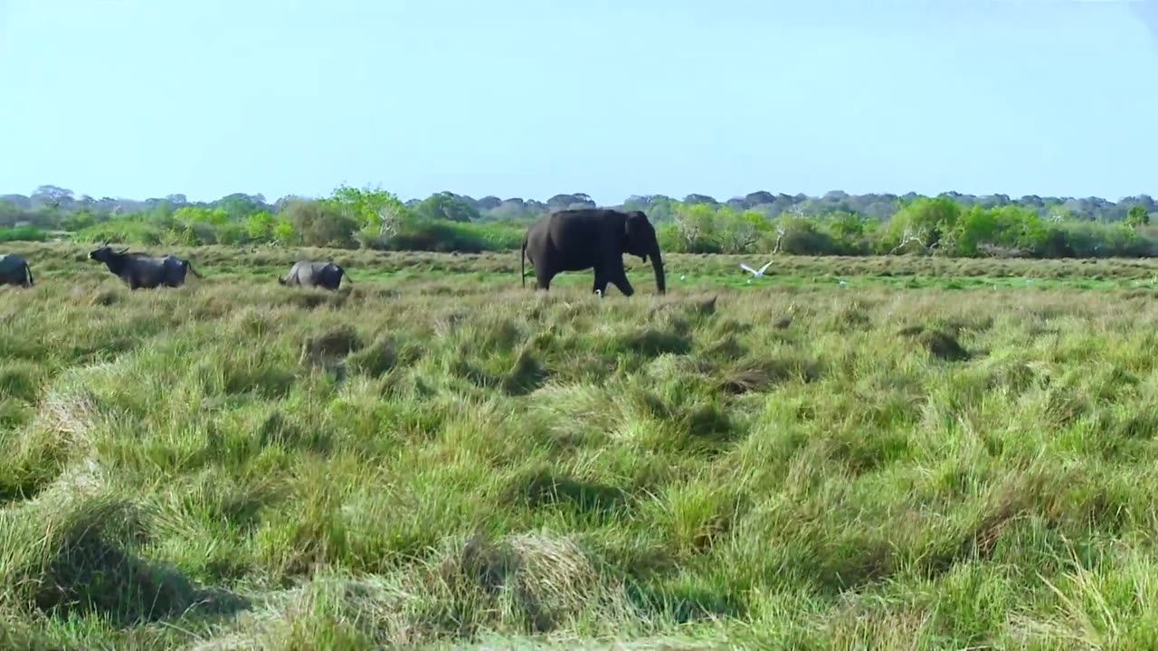 Most Beautiful Sri Lankan elephant - lakiya853