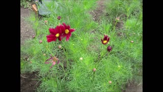 A Sense Of Balance Cosmos July 2023