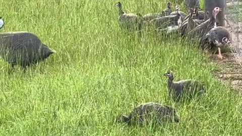 The Guinea Dance