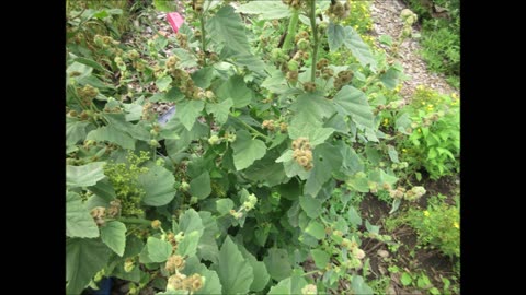 Deep Gentleness Marshmallow May 2023