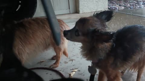 Kiko Villanova ChaCha Paco caught in rain at rest stop so we go under neighbors carport20250715409