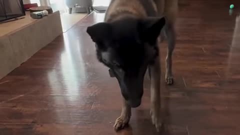 Super dog catch reflex!
