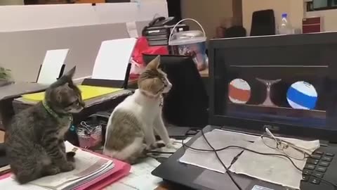 Two Cats Looking Tv