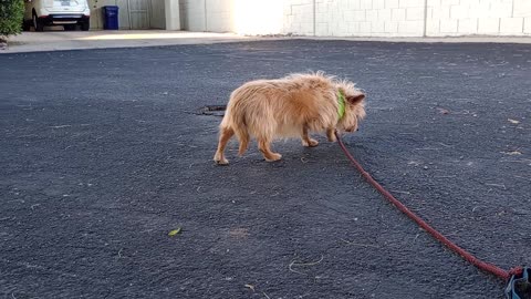 Kiko ChaCha(Pebbles). ChaCha tries 2 avoid conflict but sometimes she causes bad 20250514_941394