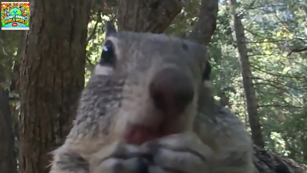 HILARIOUS Squirrel Compilation! 🐿️🤣 Funny Animal Moments 2025