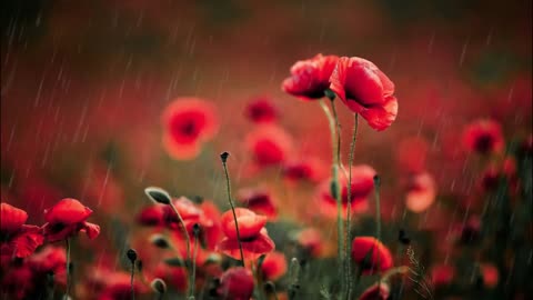 SOUND RAIN & FLOWER