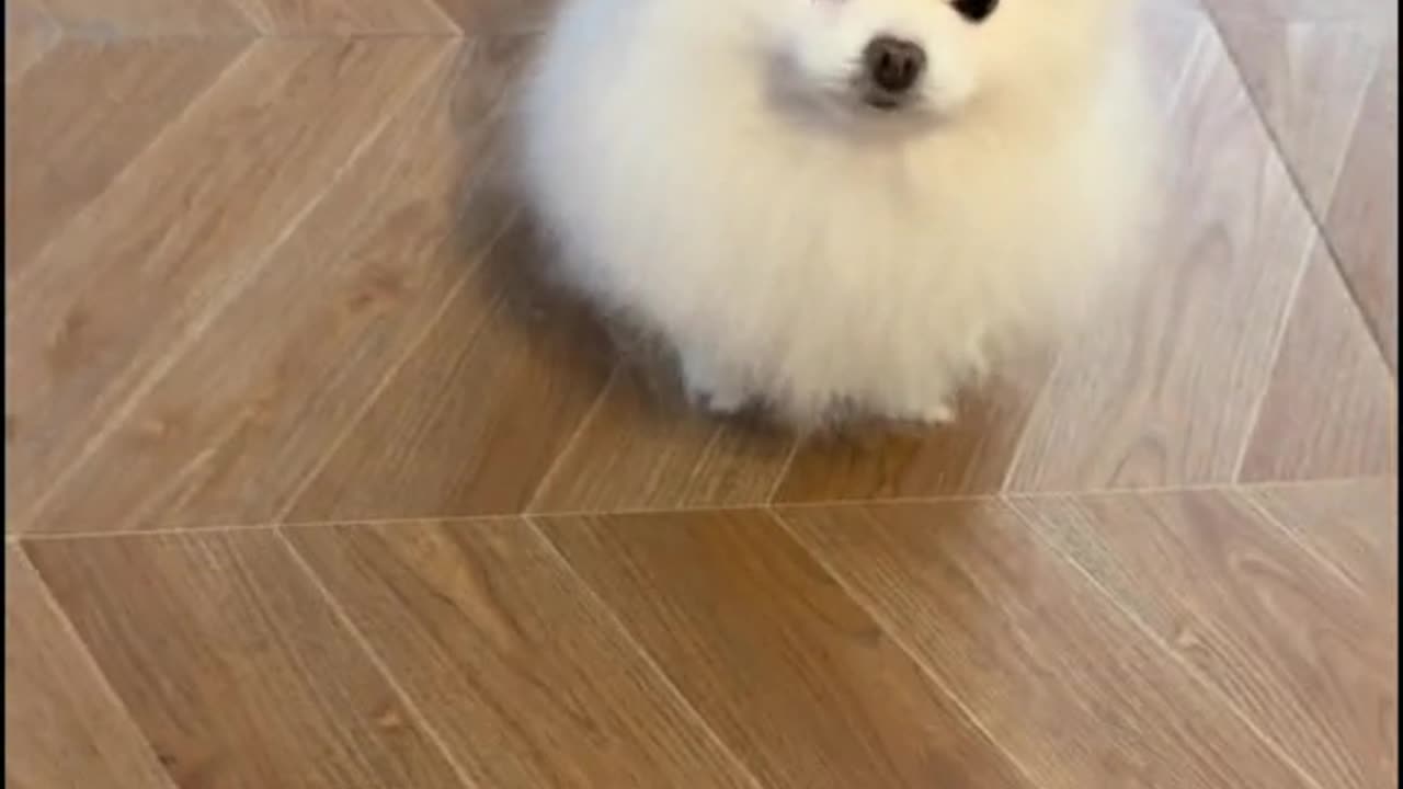 Puppy, Where Are Your Tiny Toes