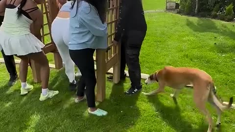 Humans and Animals Funny Stuff