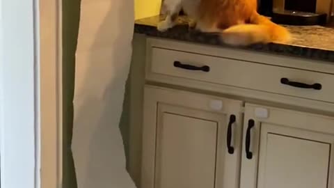 My cat is an asshole.#funnycats #funnyanimals
