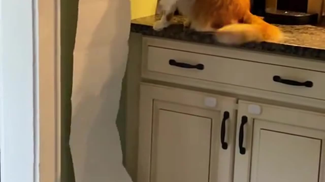 My cat is an asshole.#funnycats #funnyanimals