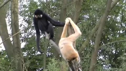 Monkeys & Nature
