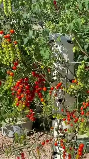 VERTICAL FARMING TOMATOES ON AN AEROPONIC TOWER #hangingtomatoes