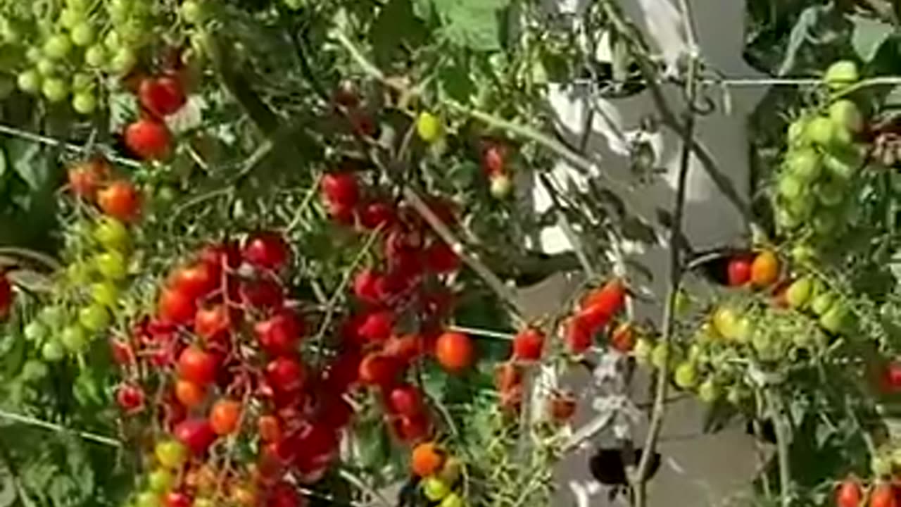 VERTICAL FARMING TOMATOES ON AN AEROPONIC TOWER #hangingtomatoes