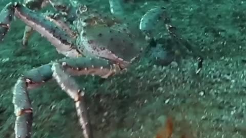 You Won’t Believe What This Tiny Creature Becomes 😱 | Animal Glow Up