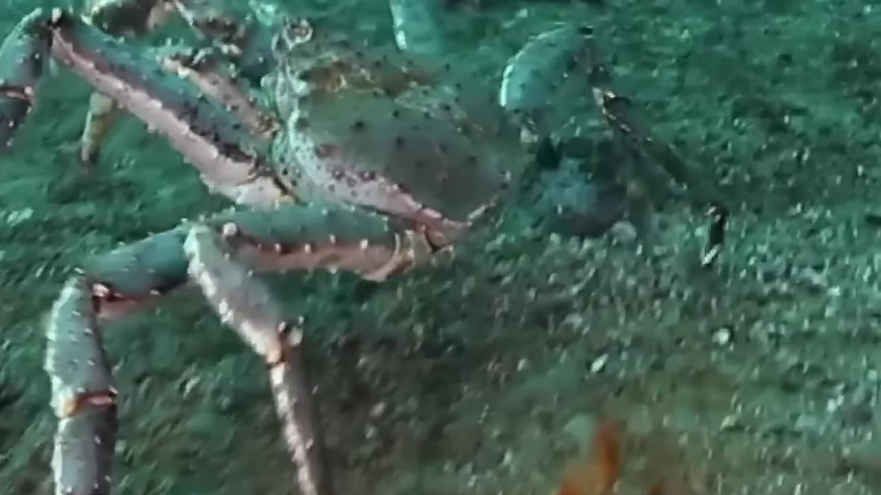 You Won’t Believe What This Tiny Creature Becomes 😱 | Animal Glow Up