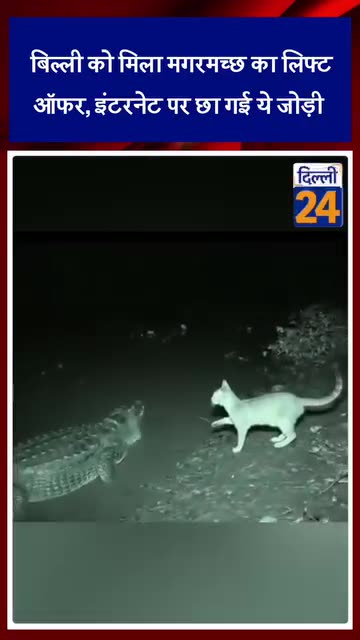 Cat get a lift offer from crocodile