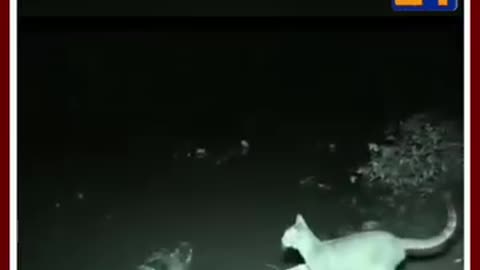 Cat get a lift offer from crocodile