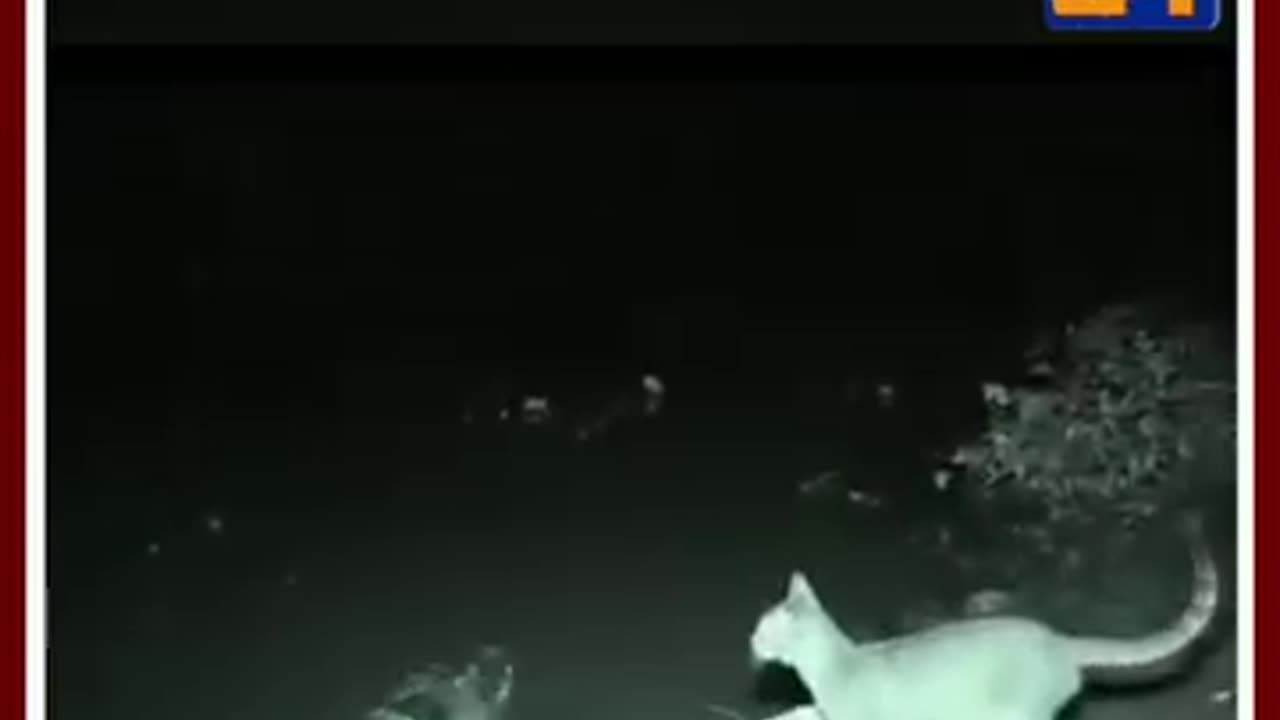 Cat get a lift offer from crocodile