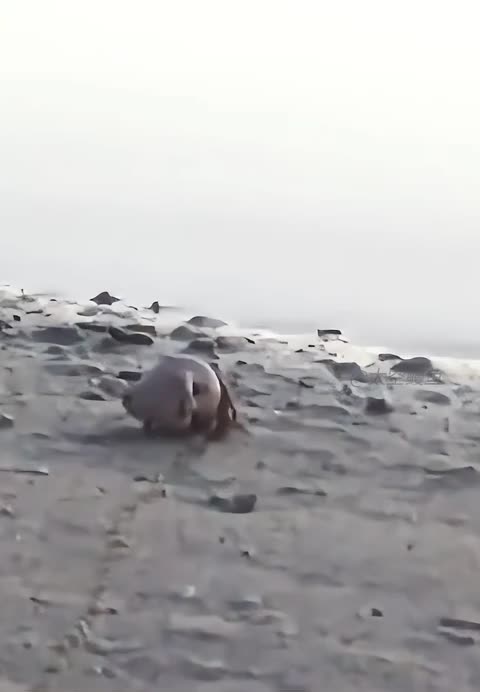 Hermit crab finds an odd home