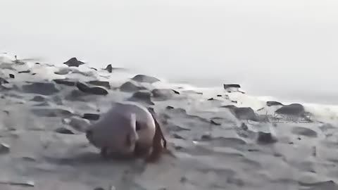 Hermit crab finds an odd home