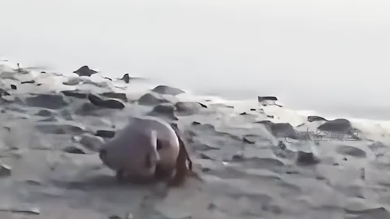 Hermit crab finds an odd home