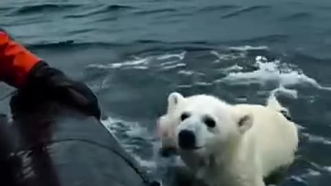 "Brave Boatman Rescues Baby Snow Bear from Dangerous Shark"😮😮