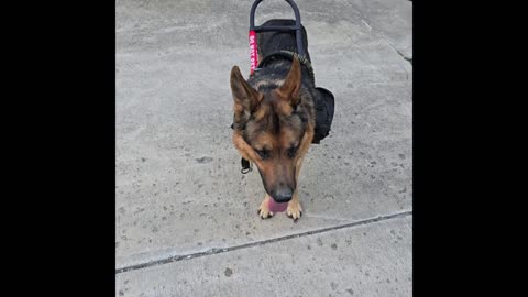 Service dog Virgil.