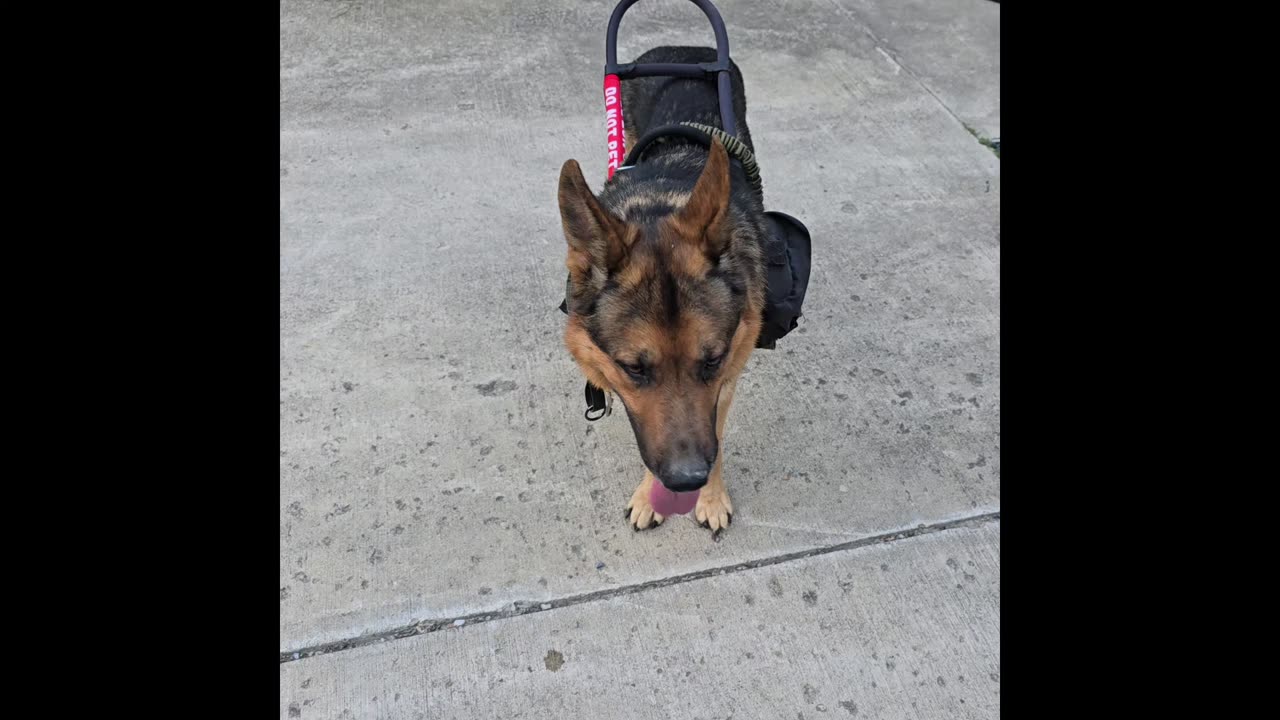 Service dog Virgil.