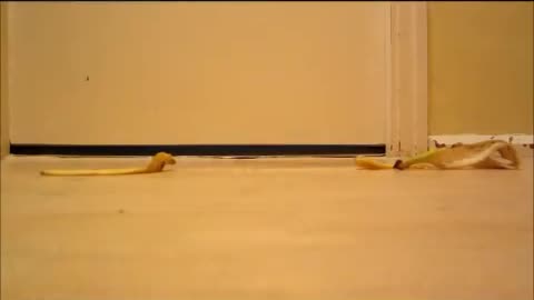 Banana Peel Challenge