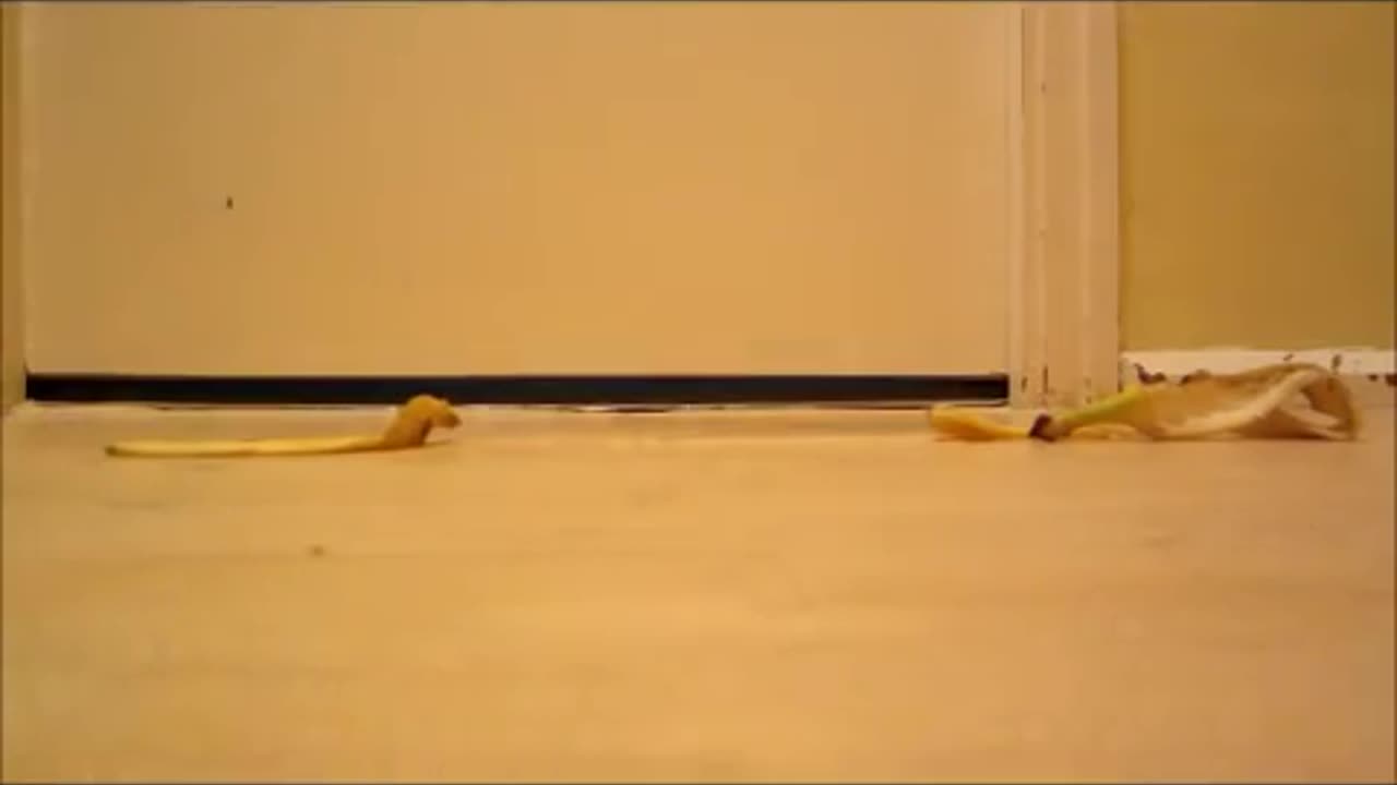 Banana Peel Challenge