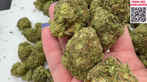 Donations & Bulk Wholesale Cheap $180 QP Runtz OG by THCA Small Buds! The Dank Flamingo Review!!r