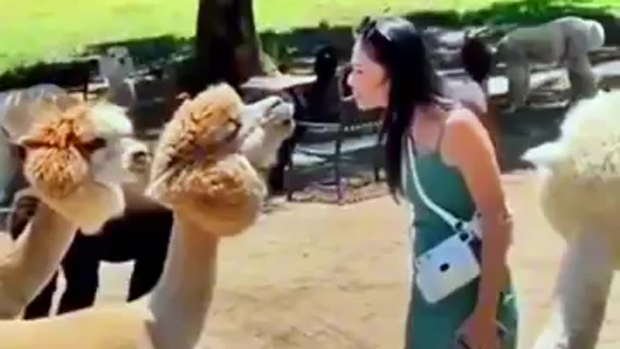 Funny animals๐๐๐