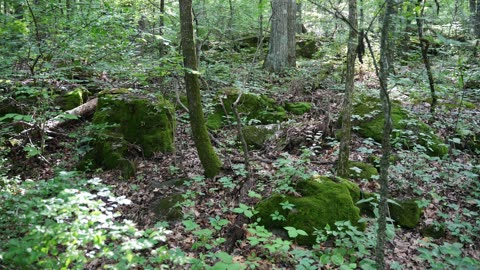 Rainbow Mountain Nature Preserve - JaMooKo Trail. Madison, Alabama U.S.A.