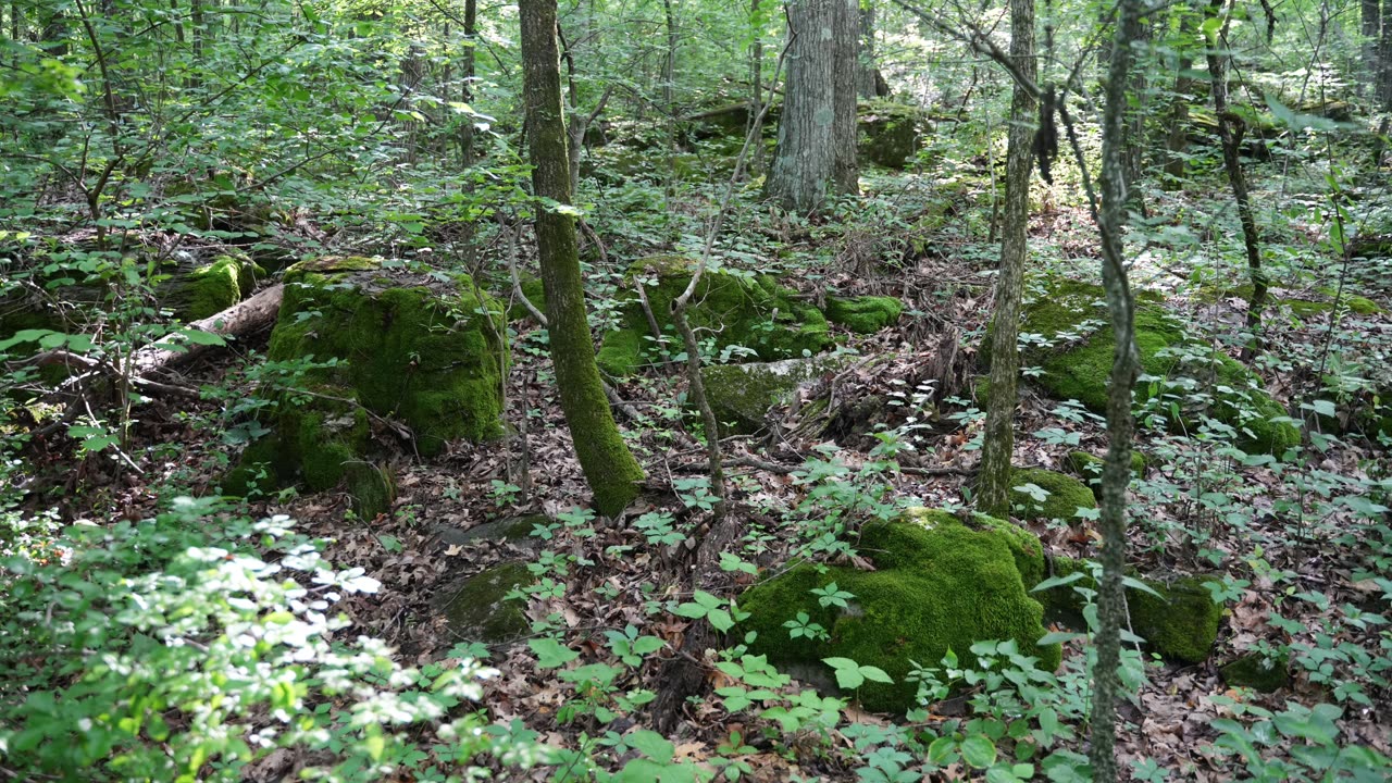 Rainbow Mountain Nature Preserve - JaMooKo Trail. Madison, Alabama U.S.A.
