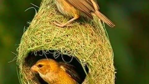 Weaver Birds Resting