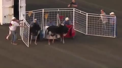 🐥🤣 You Won't Believe This Insane Ostrich Contest! | FunFM