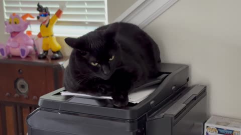 Cute Precious Piper Guards Top Secret Papers - Adopting a Cat from a Shelter Vlog