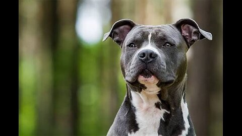 Dangerous Dogs: Why These Breeds Are Killers!