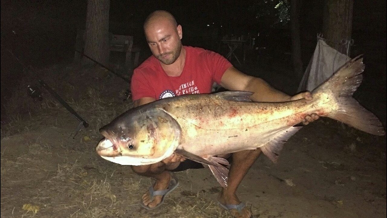 Fishing on Carassius and Tolstolob Lake ,,Vitska Elia,, Bulgaria