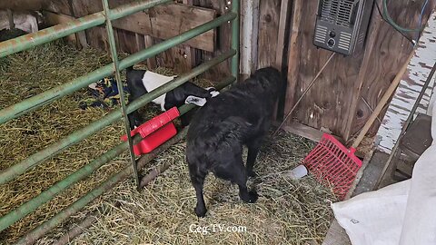 Graham Family Farm: 9:40 AM April 8 2025