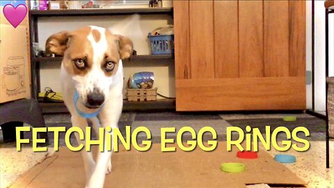 Fetching Rings For A Stick