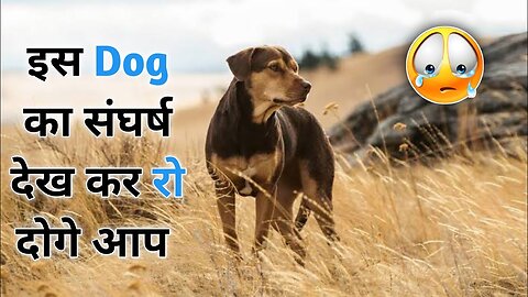 A Dog's Way Home (2019) Movie Explained In Hindi Hollywood Explained In Hindi Movie Explaination