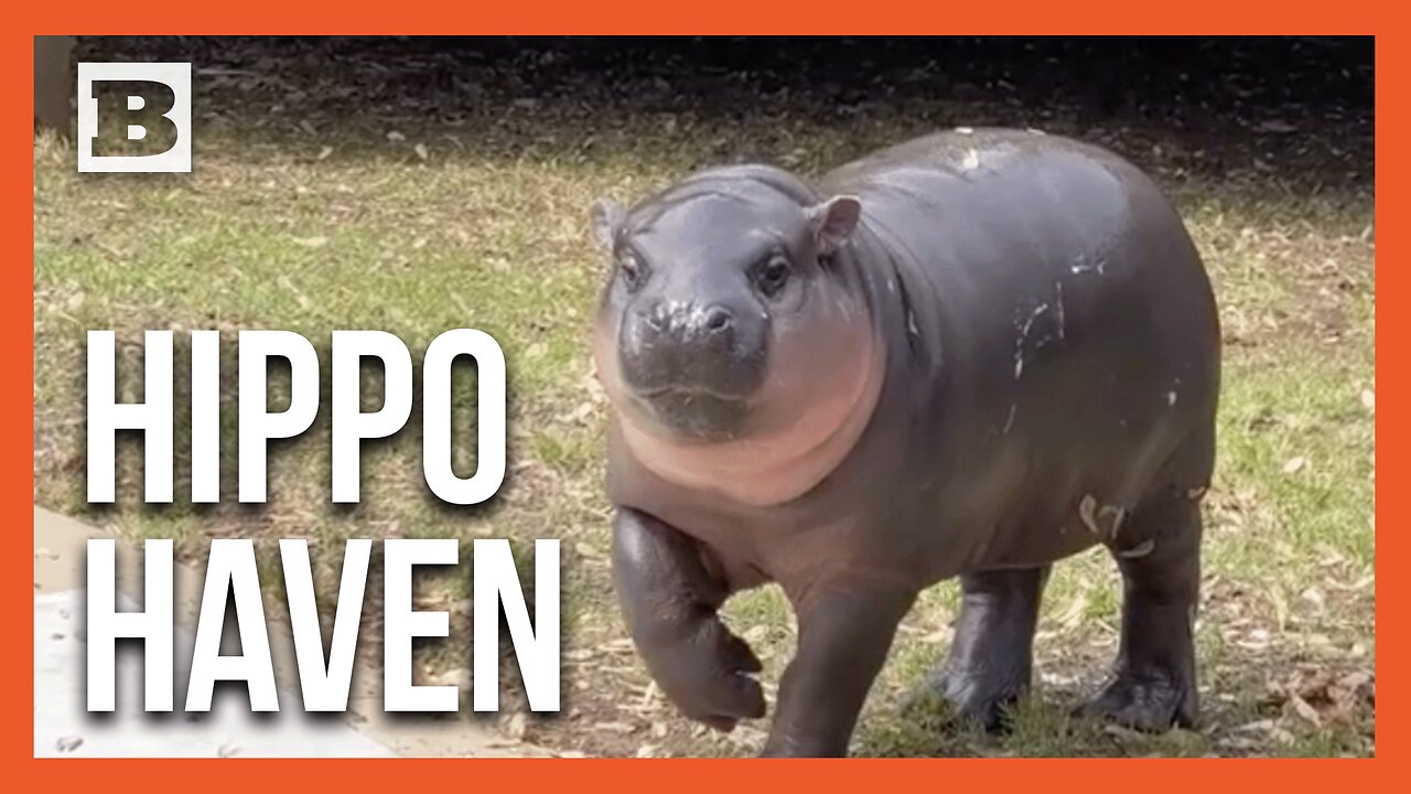 Gearing Up for Cuteness: Richmond Zoo Unveils Pygmy Hippo Outdoor Experience