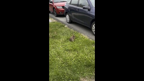 Random rabbit blocks car access.
