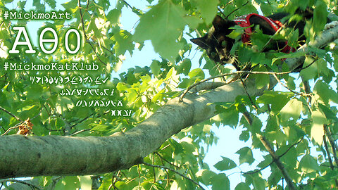 A #MiCKMOkATkLUB SPECIAL! - LUCILLE'S TREE CLIMBING ADVENTURE DAY! --- 10-2-2024