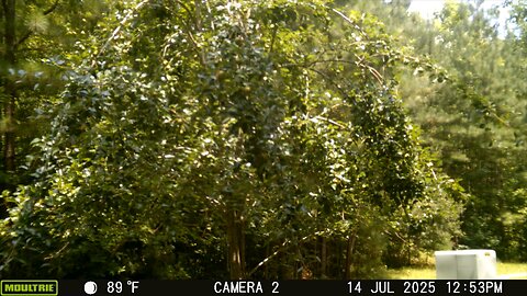 Trailcam