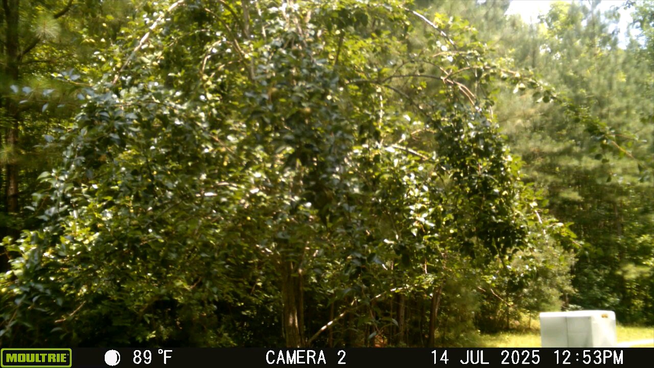 Trailcam