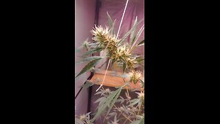 Be Feeding The Bees