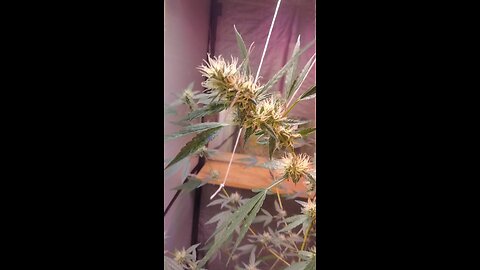 Be Feeding The Bees